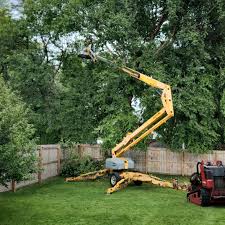 Best Tree Removal  in Windermere, FL