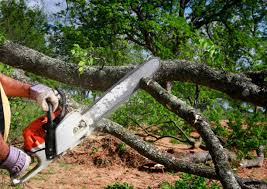 Best Seasonal Cleanup (Spring/Fall)  in Windermere, FL