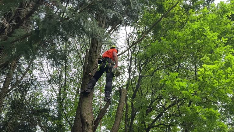 Best Tree Risk Assessment  in Windermere, FL